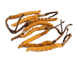 Cordyceps