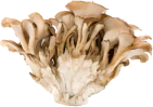 Maitake