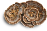 Turkey Tail